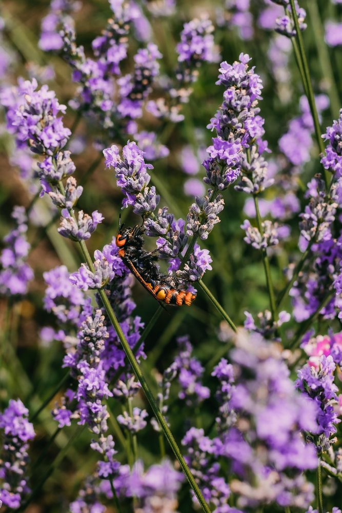 Фотография автора Дарья Шевченко