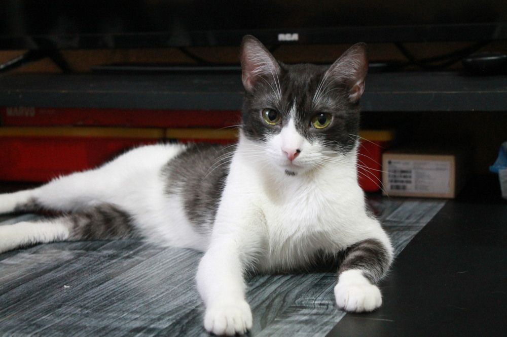 Nezuko, La Elegancia Felina