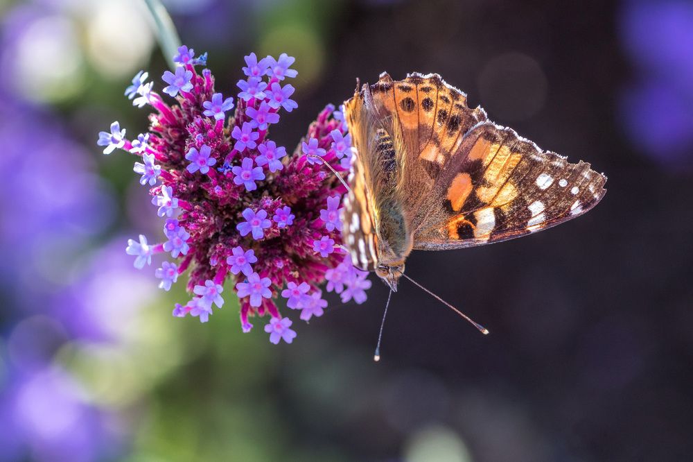 Photograph by Anzela Bazyk