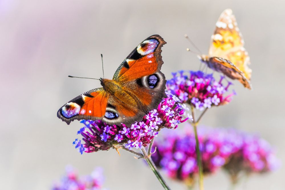 Photograph by Anzela Bazyk