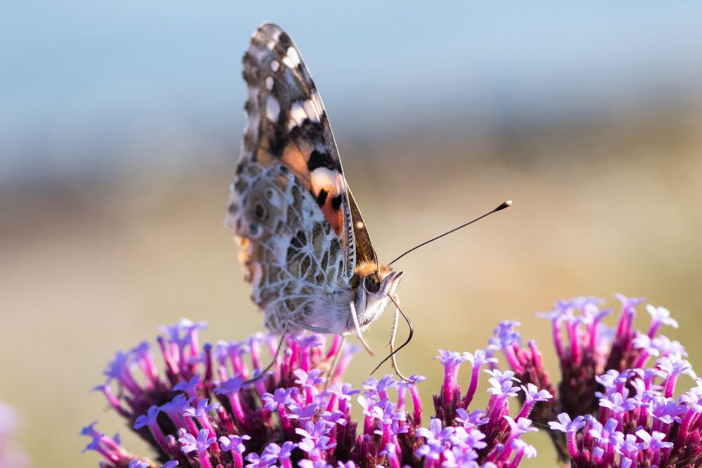 Photograph by Anzela Bazyk