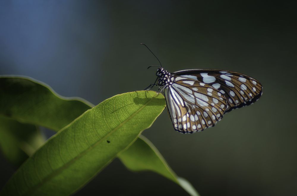 Photograph by Niranjan Baishya