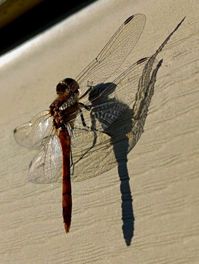 Photograph by Светлана Веселовская