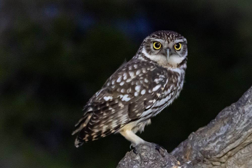 Фотография автора Herraiz Jorge