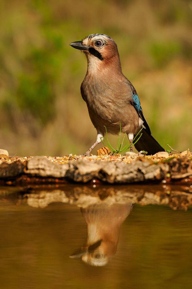 Фотография автора Herraiz Jorge