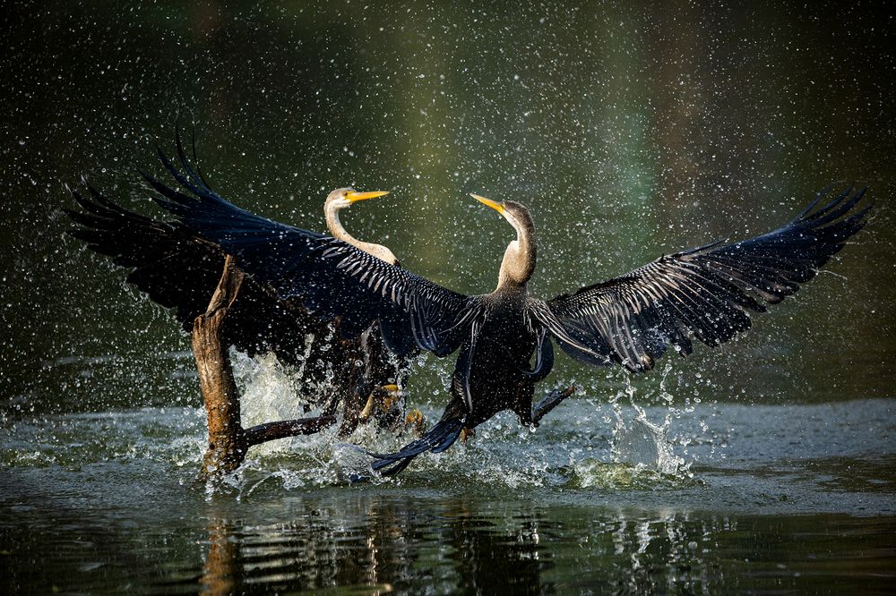Fight for Territory