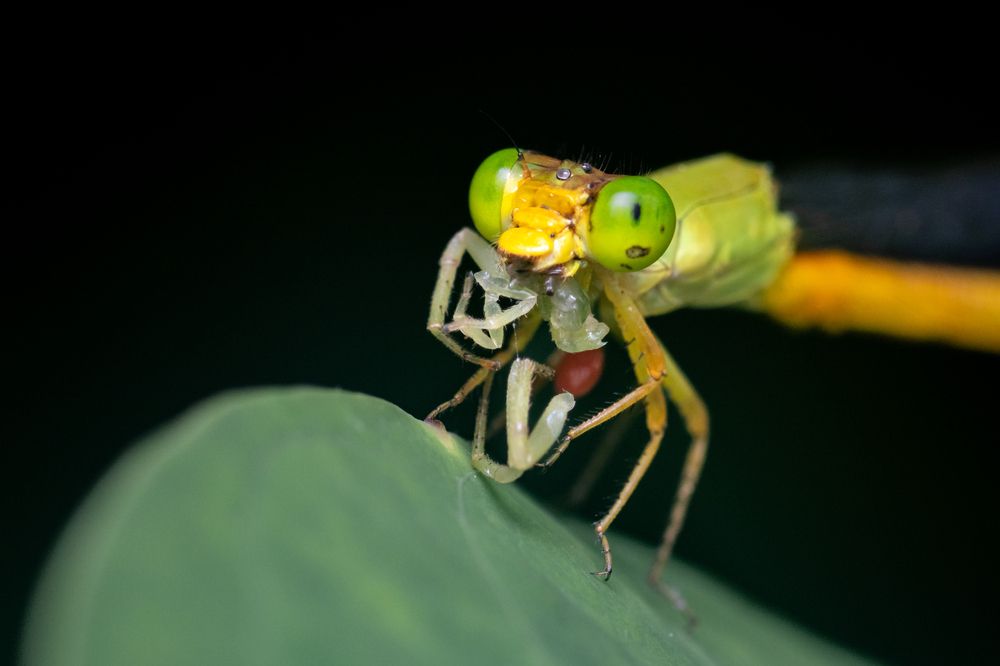 Photograph by Osanda Dissanayake