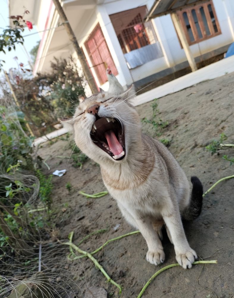Photograph by Swati Kiron Gogoi