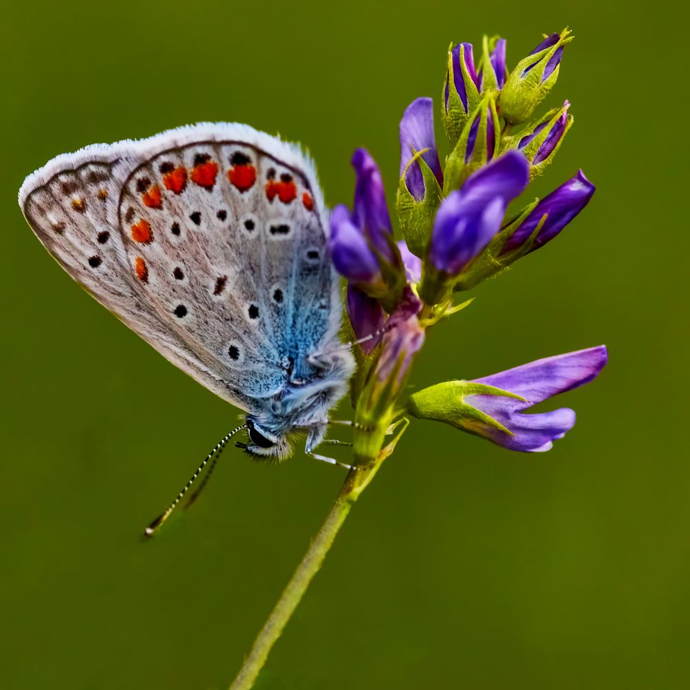 Photograph by Valentin Borsan