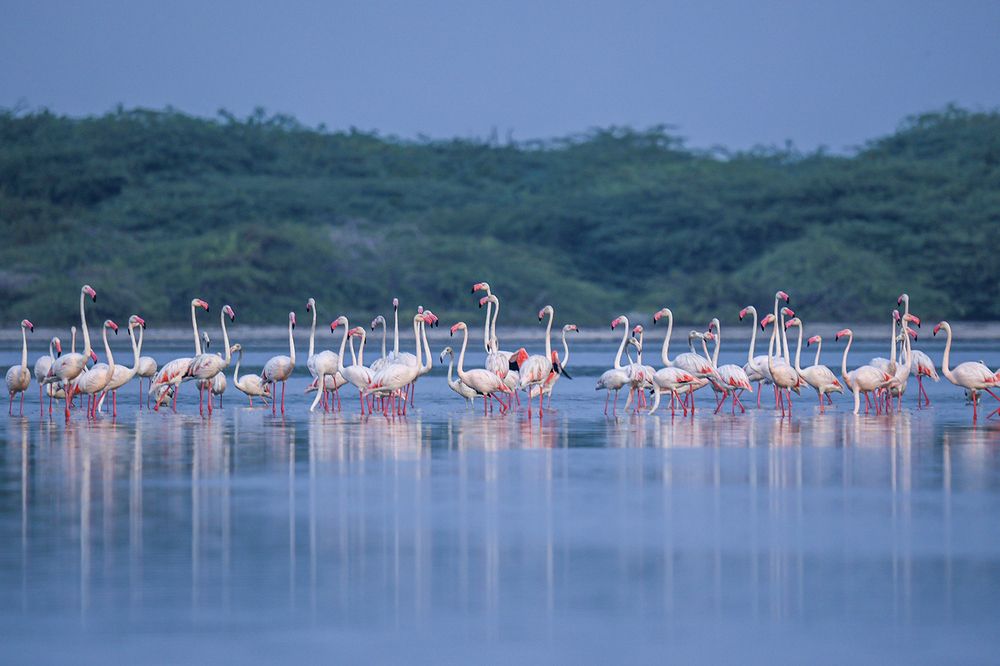 Фотография автора Manjula Perera