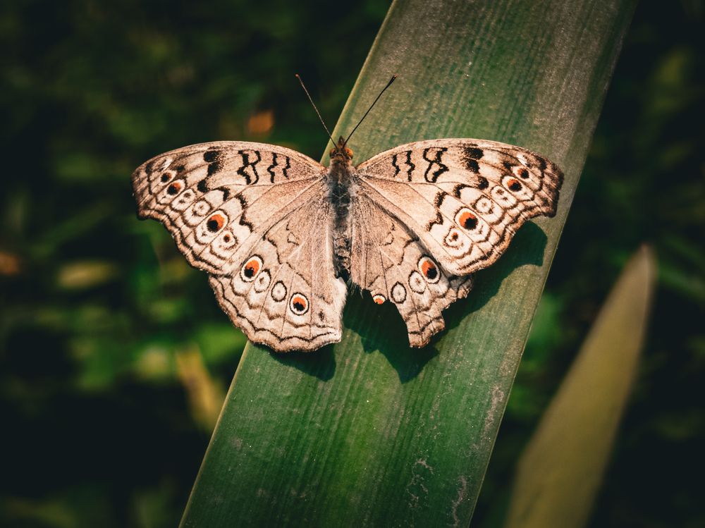 Photograph by Pritam Majumder