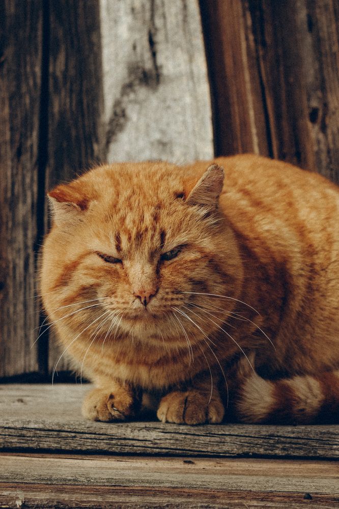 Photograph by Елена Нициевская