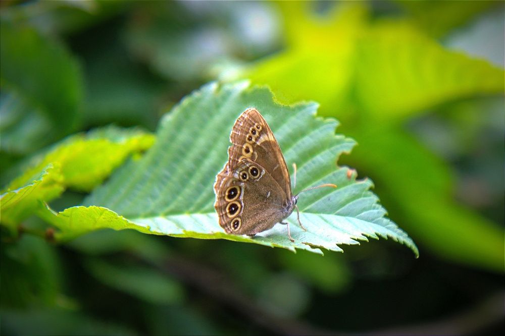 Фотография автора Ser P