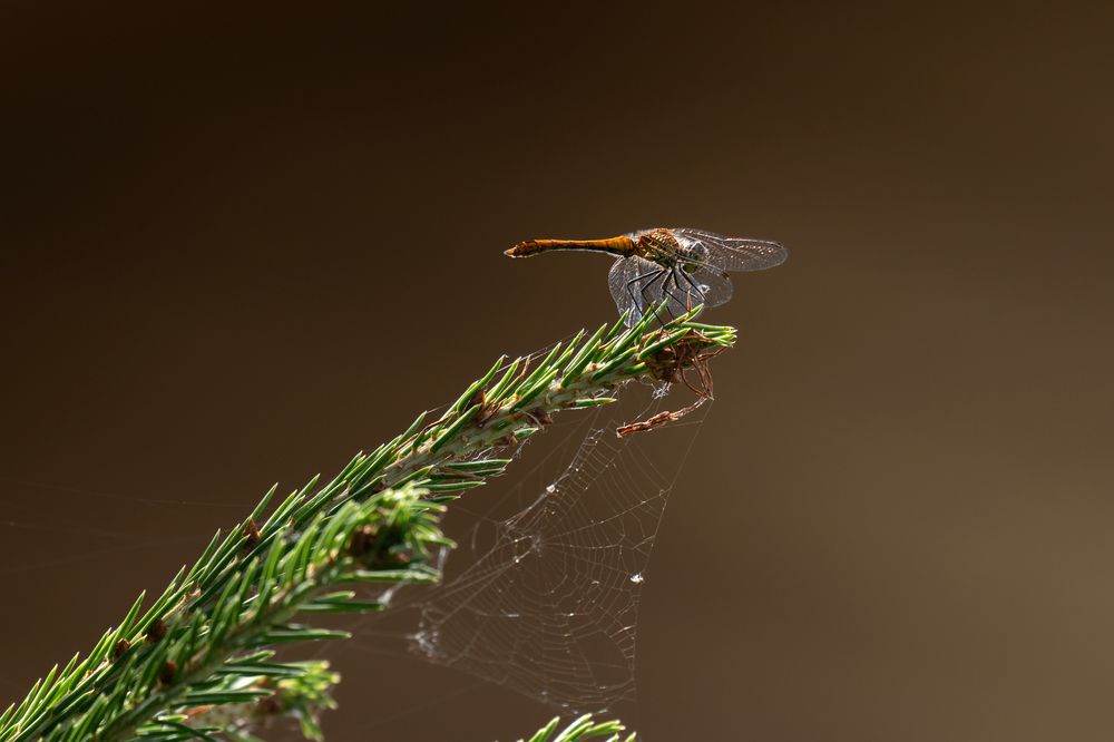 Photograph by Nephotograph