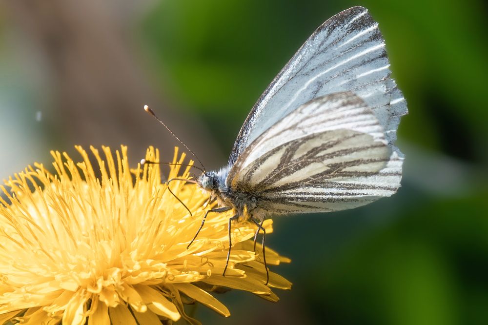 Photograph by Nephotograph