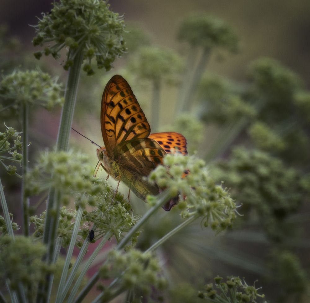 Photograph by Татьяна Бирюкова