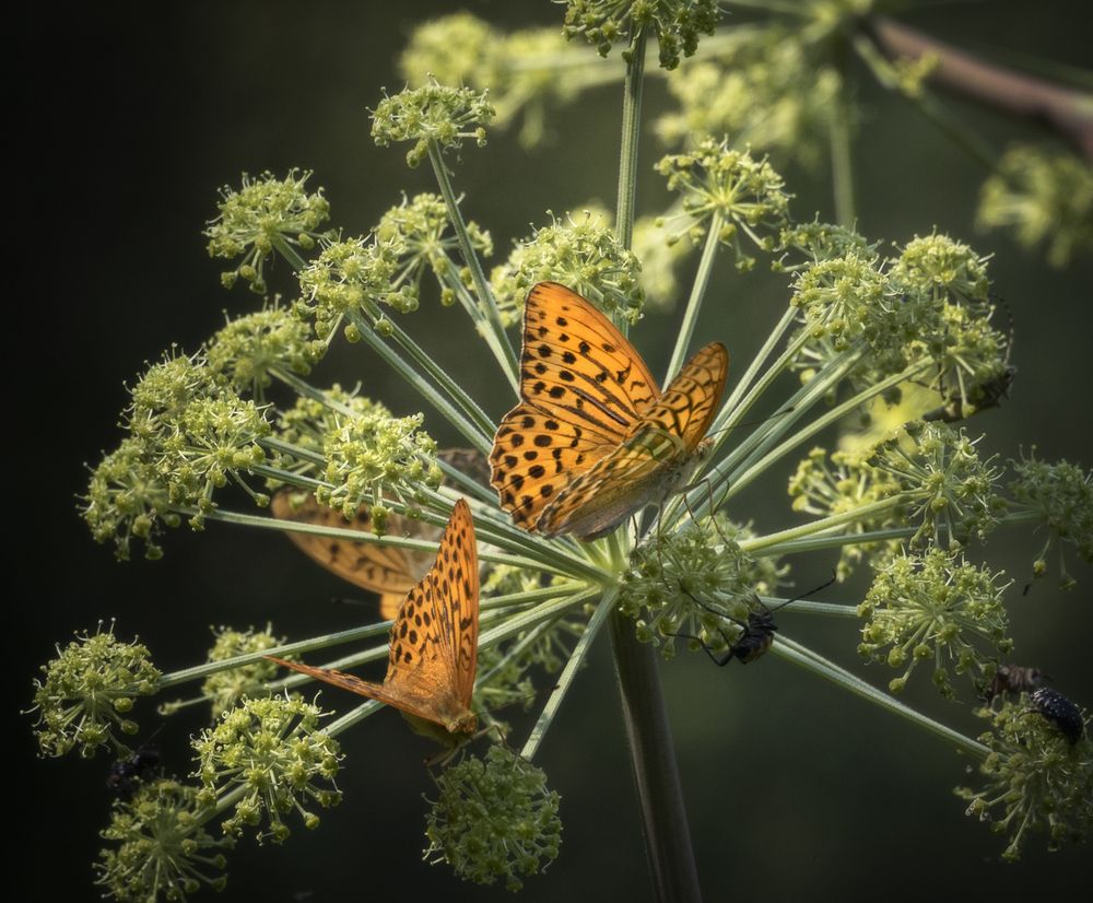 Photograph by Татьяна Бирюкова