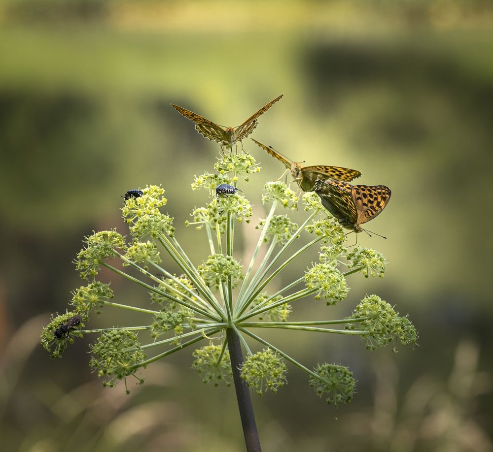 Photograph by Татьяна Бирюкова