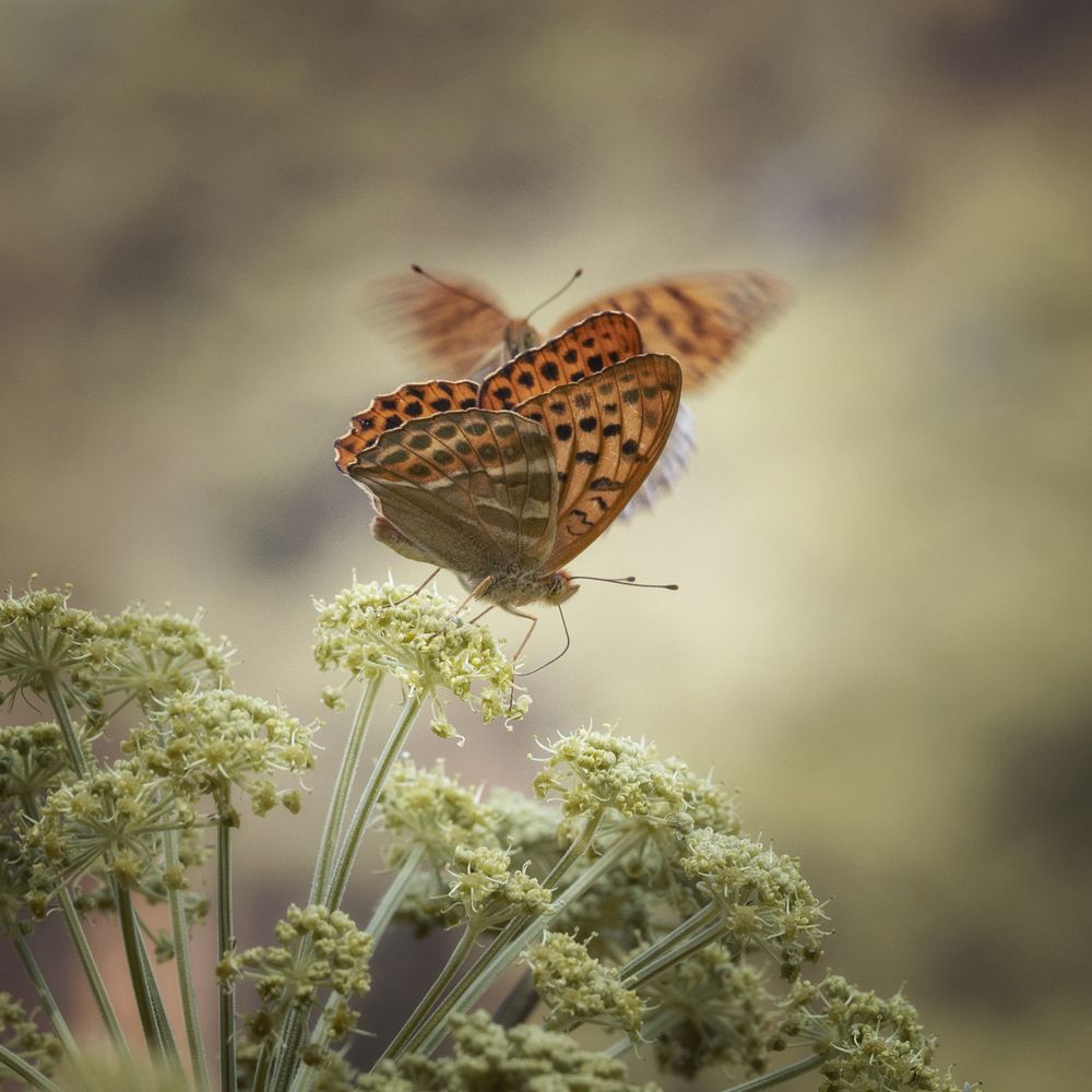 Photograph by Татьяна Бирюкова