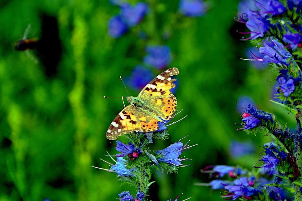 Photograph by Эдуард Петруша