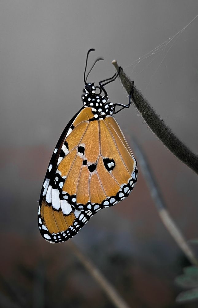 Photograph by SARAVANA MANICKAM