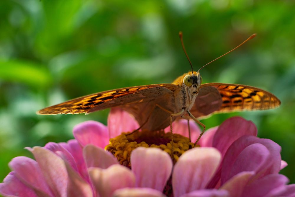 Photograph by Евгений Андреев