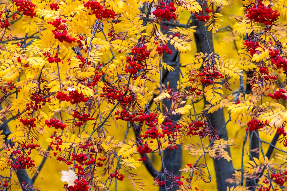 Фотография автора ВЯЧЕСЛАВ