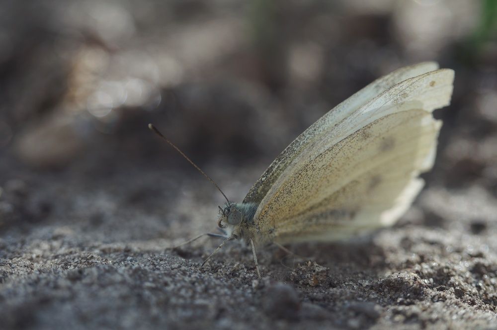 Photograph by Константин Бокарев