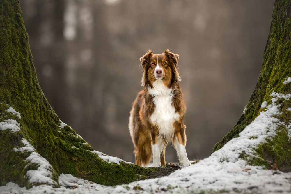 Guardian of the Forest