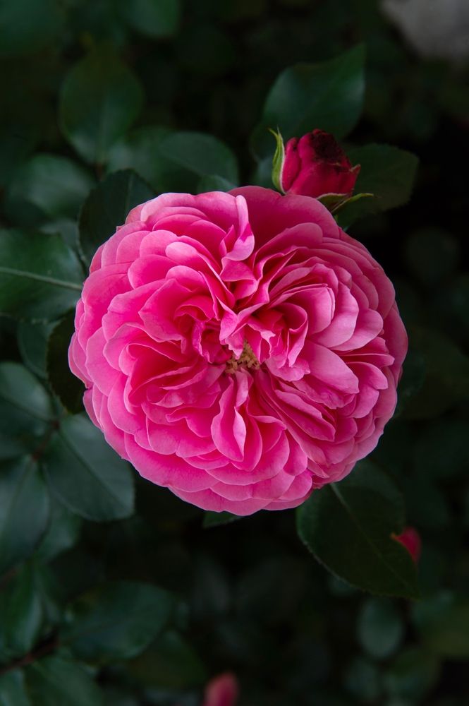 Королева Леонардо да Винчи