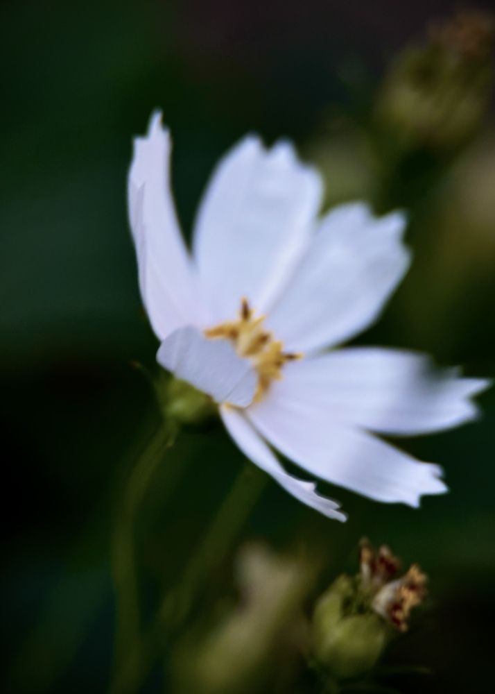 Photograph by Oxana Petlina