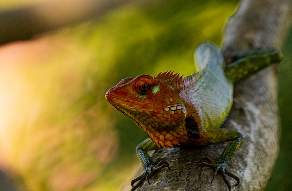 Photograph by Ashen Gunawardena