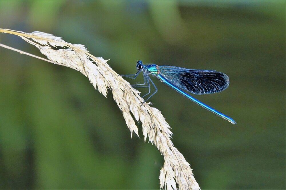 Photograph by jelena konickaja
