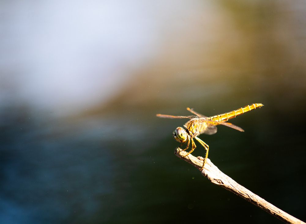 Photograph by Ashen Gunawardena