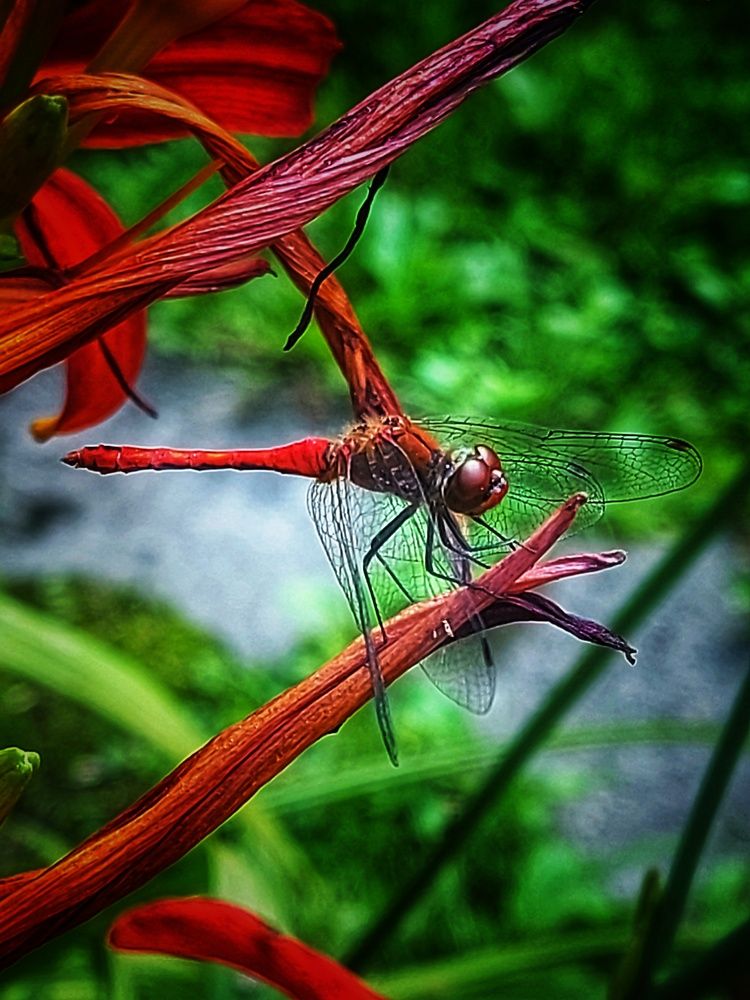 Photograph by Мария Тафеенко