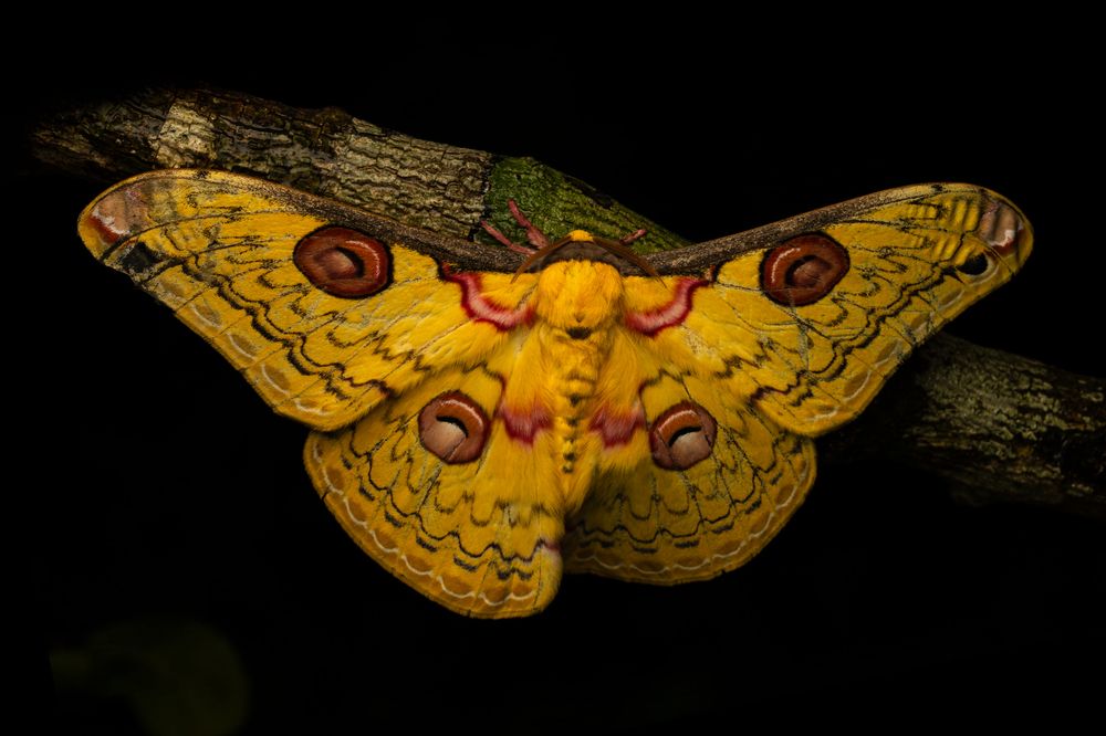 Golden emperor moth