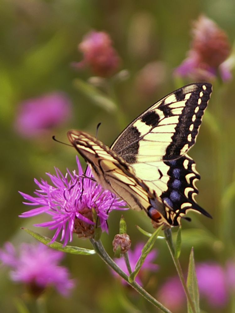 Photograph by Ольга Заповедная