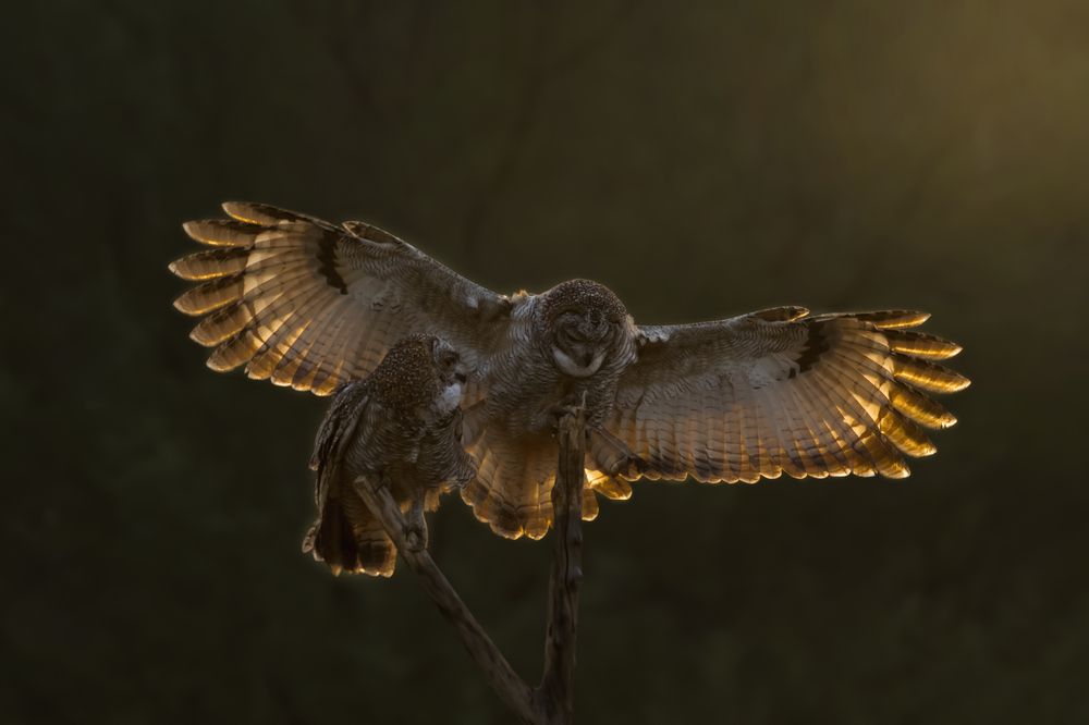 Photograph by Angshuman Mitra