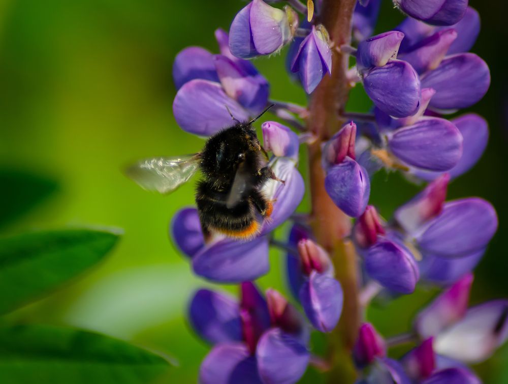 Photograph by Ольга Заповедная