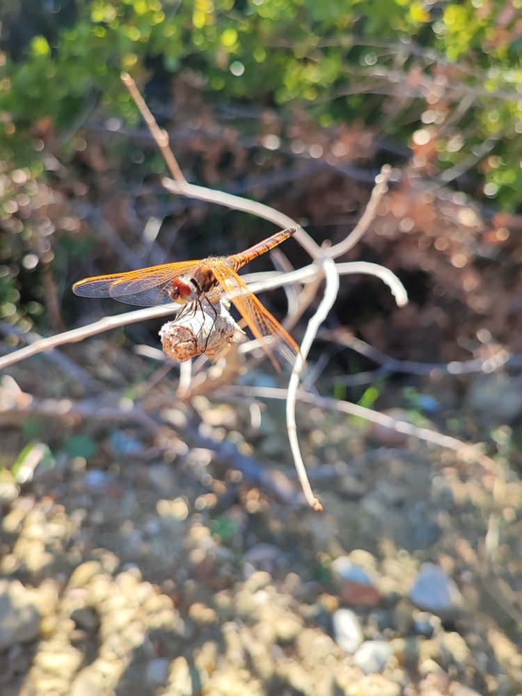 Photograph by Dimitris Pap.