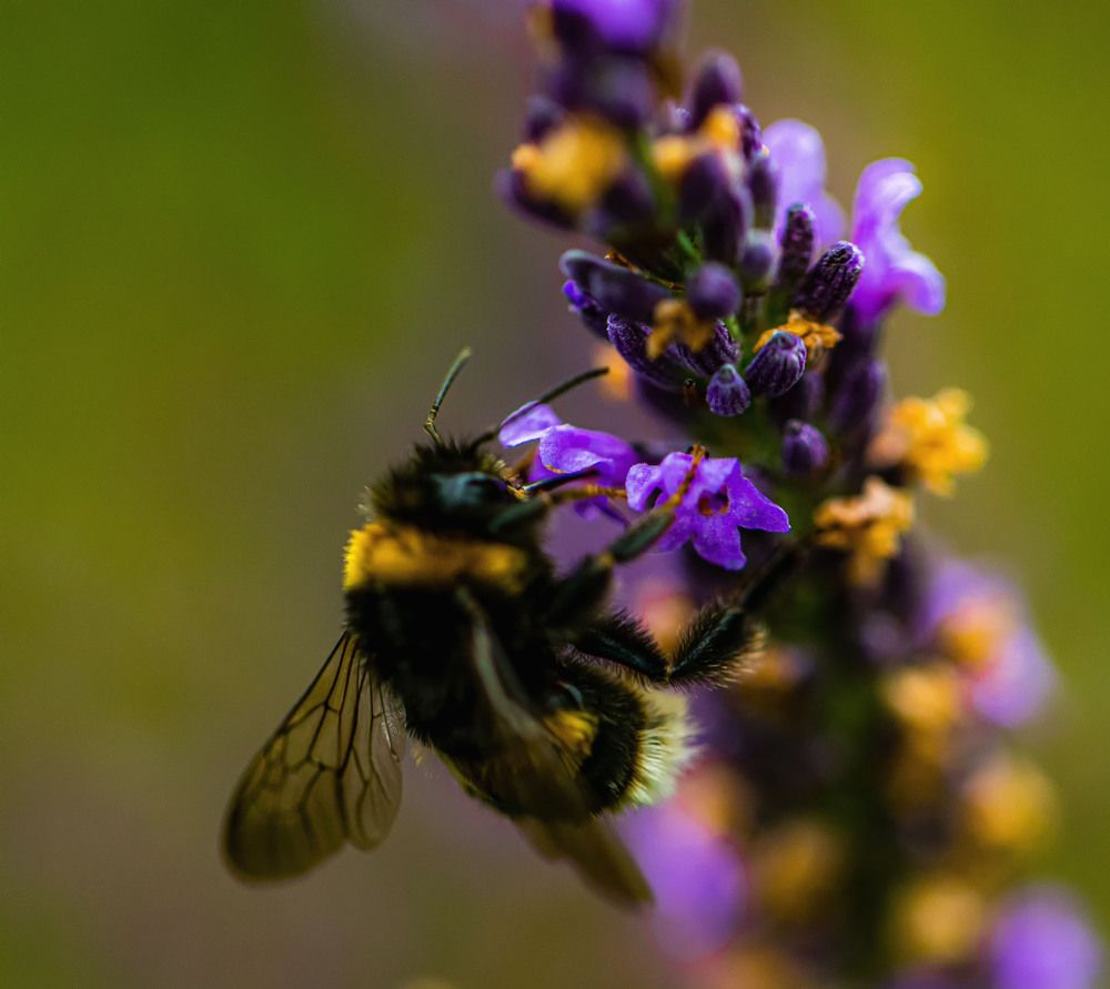 Фотография автора Igor Lukin