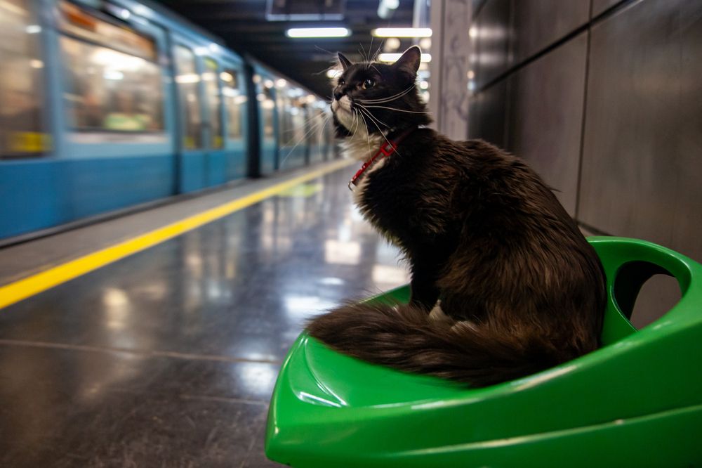 EL GATO DEL METRO BELLAS ARTES
