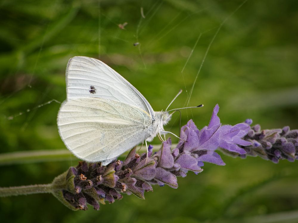 Фотография автора David Solodar