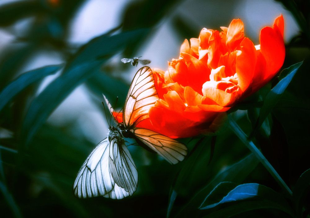 Photograph by Юлия Лушникова