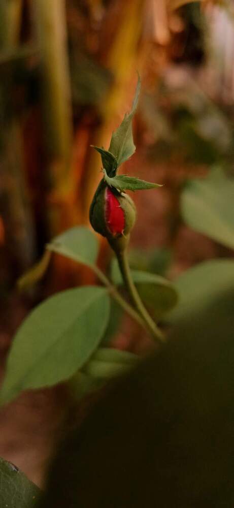 Photograph by Sandipan Chakraborty