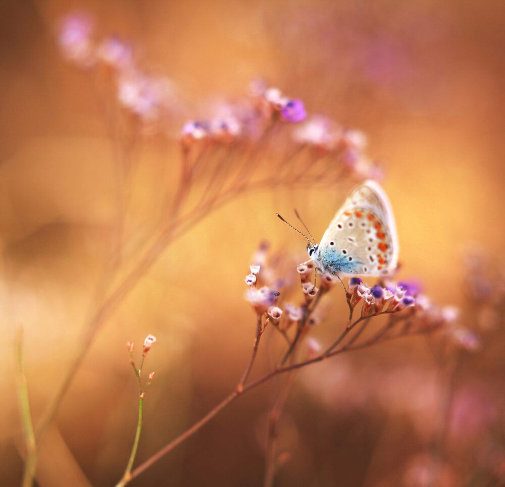 Photograph by დოლიძე ირაკლი