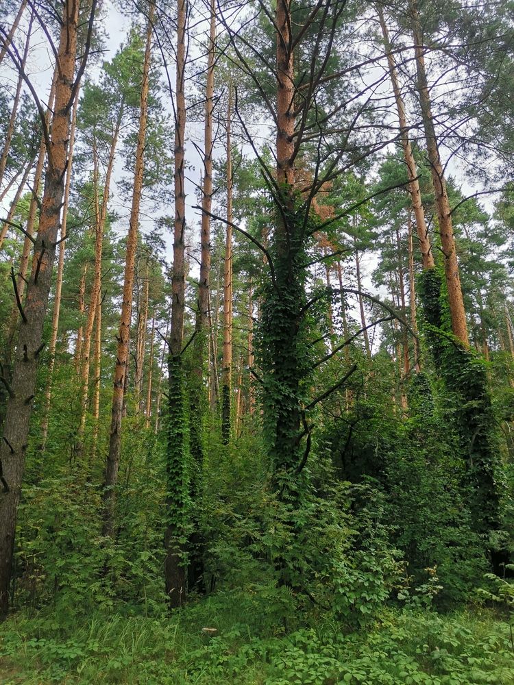 Фотография автора Давыдова Ольга Николаевна