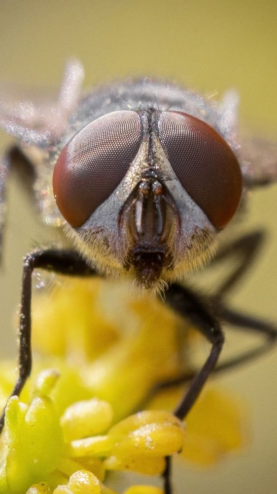 Fly eye