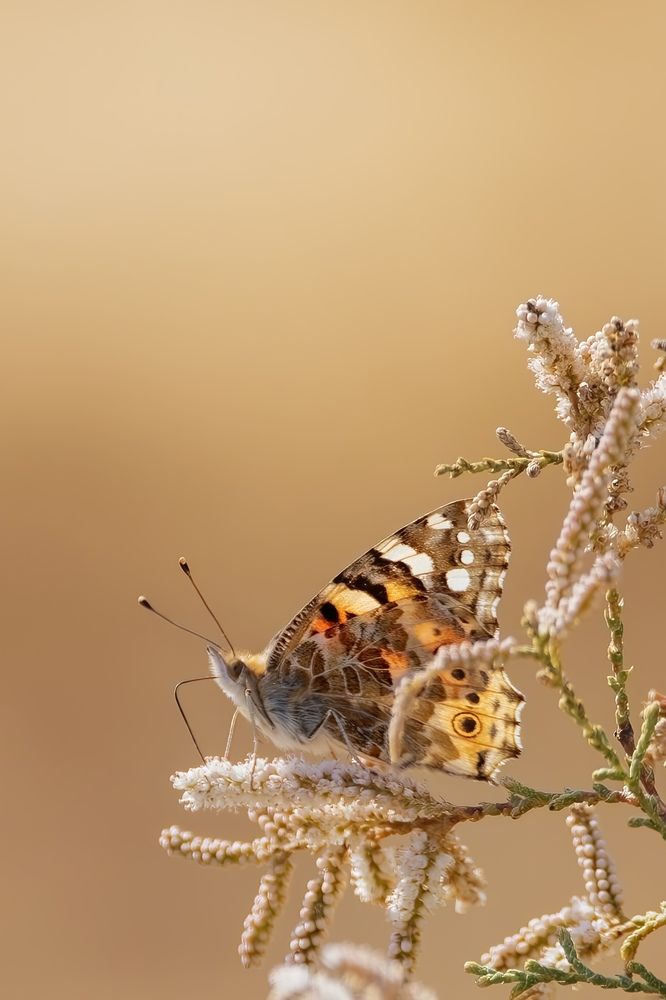 Butterfly in the field
