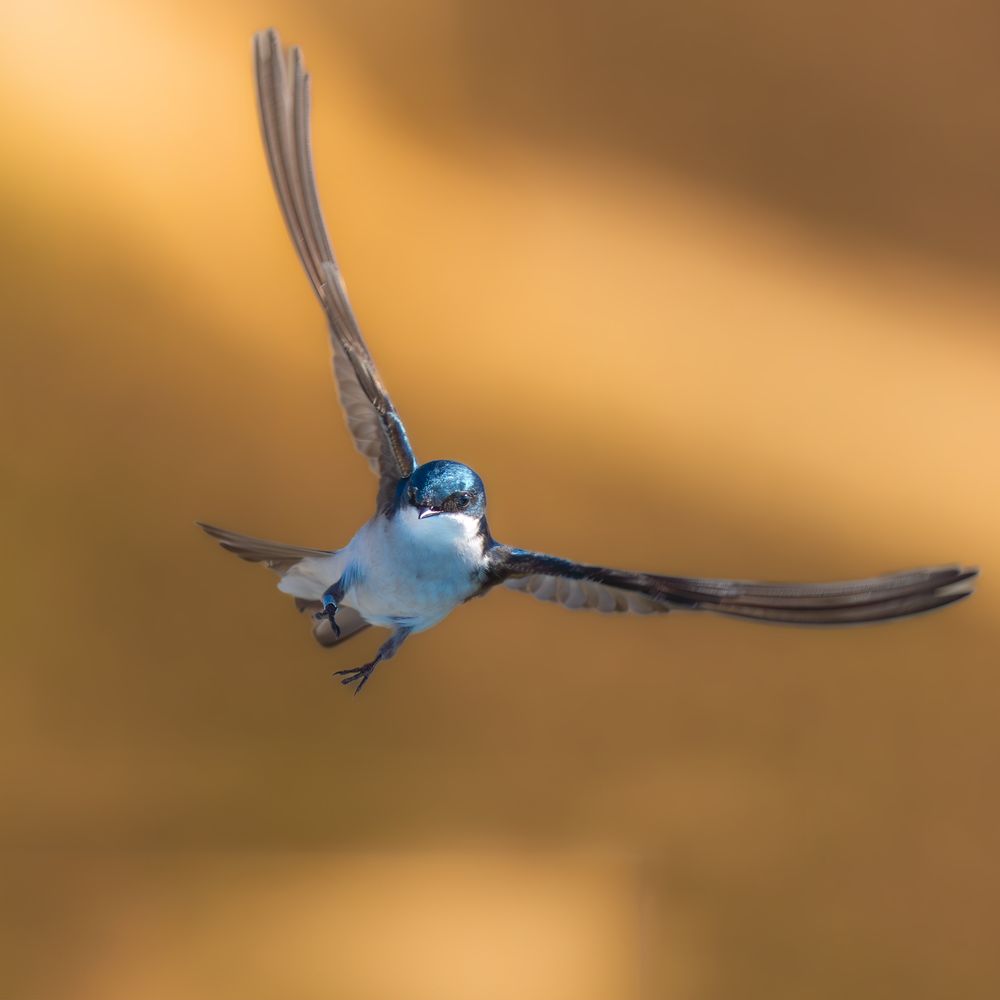 Photograph by Shebin Philip